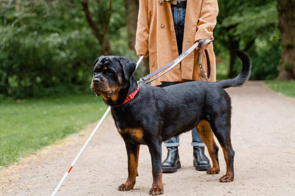 persona ciega con perro guia